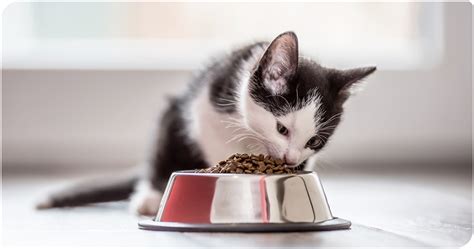如何 訓練 小 貓 吃 乾 飼料